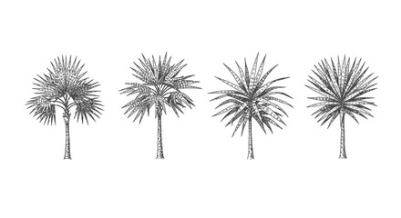Obraz premium Set of 4 palm tree icons vector
