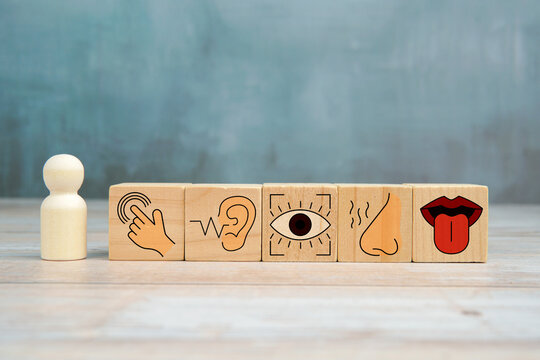 Five human senses concept with wooden blocks showing touch, hearing, sight, smell and taste icons beside a person figure.