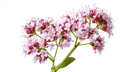 Valerian flowers grow on a white background. This plant, Valeriana officinalis, is used for medicine.
