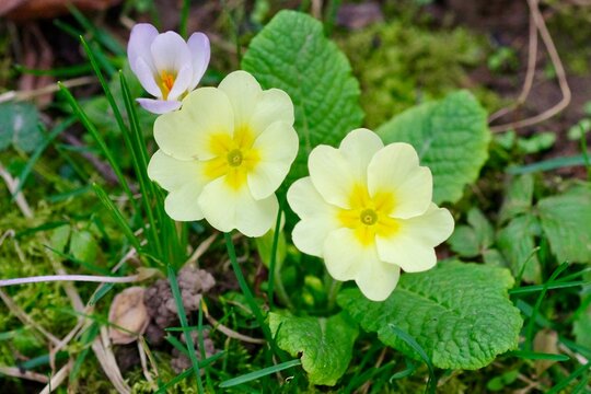 yellow flowers in the garden Primeln