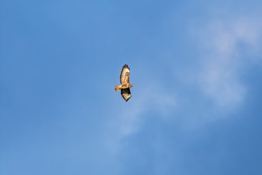 Common buzzard (Buteo buteo) soaring in flight against blue sky