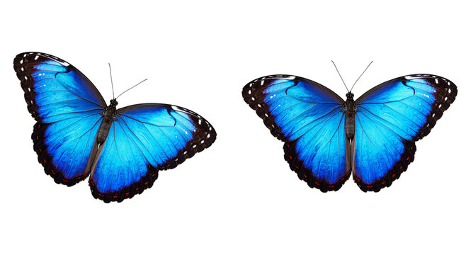 Vibrant blue morpho butterfly isolated PNG, tropical insect with detailed wings on transparent background for design and educational purposes
