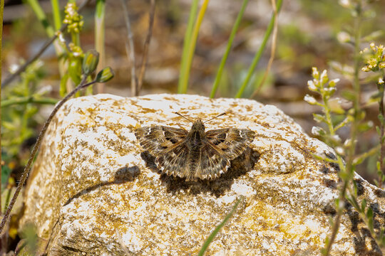 Hesperiidae / Hatmi Zıpzıpı / Mallow Skipper / Carcharodus alceae