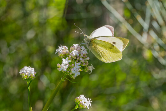 Pieridae / Yalancı Beyazmelek / False Small White / Pieris pseudorapae