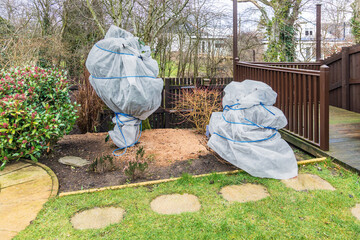 Garden shrubs wrapped in fleece for winter frost protection © Tosh Lubek