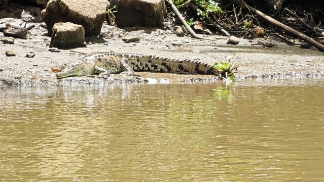 crocodile