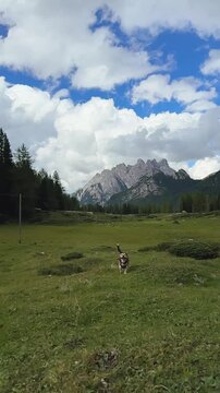 Dog Running with Stick Toward Camera &ndash; Slow Motion Dolomites
Happy dog carrying stick running across mountain meadow toward camera with Dolomite peaks behind in slow motion.