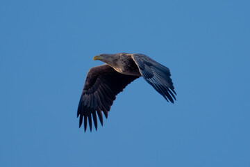 Obraz premium A white-tailed eagle in flight against a blue sky