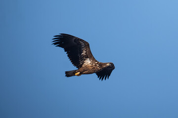 Obraz premium A white-tailed eagle in flight against a blue sky