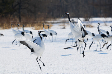 Fototapeta premium 鶴のダンス