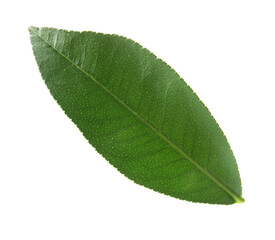 Fresh green leaf of citrus plant isolated on white