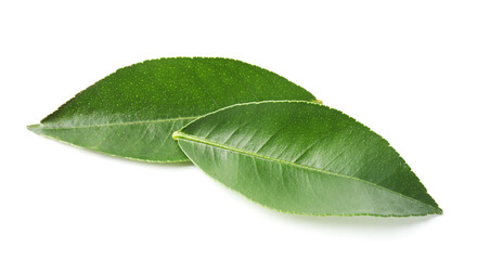 Obraz premium Fresh green leaves of citrus plant isolated on white