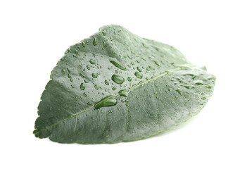 Wet fresh green leaf of citrus plant isolated on white
