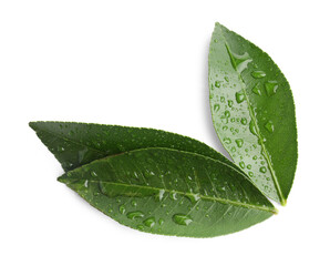 Wet fresh green leaves of citrus plant isolated on white, top view