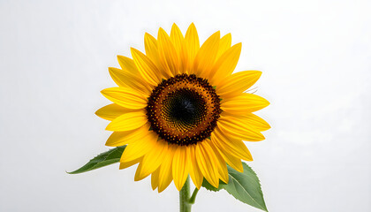 Obraz premium A vibrant yellow sunflower with a dark center and green leaves, captured against a clean white background, showcasing nature's beauty