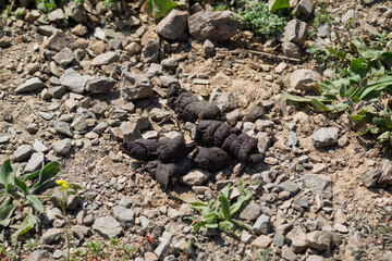 Animal droppings lying on rocky wilderness ground