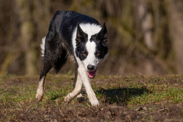 Border Collie dog in stalking pose walking focused on a field during training