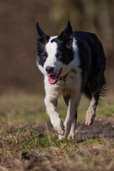 Border Collie dog in stalking pose walking focused on a field during training