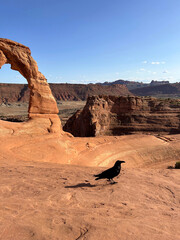 Raven Near Sandstone Arch in Arches National Park Utah USA