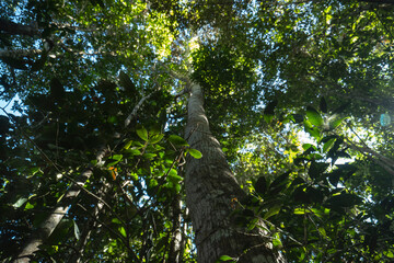 Fototapeta premium Low angle view of tall trees in a lush tropical rainforest with sunlight filtering through the dense green canopy. Natural forest environment with vibrant foliage, biodiversity and ecological atmosphe