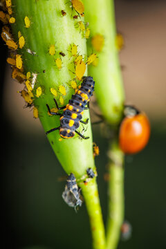 Detail of a ladybug nymph on the stem of a milkweed plant covered in aphids.