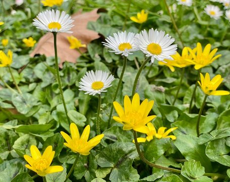 Primavera a Basiglio, prati in fiore con margherite, ranuncoli e tarassaci, Lombardia