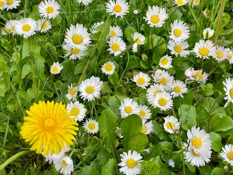 Primavera a Basiglio, prati in fiore con margherite, ranuncoli e tarassaci, Lombardia