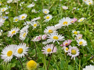 Fototapeta premium Primavera a Basiglio, prati in fiore con margherite, ranuncoli e tarassaci, Lombardia