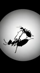 Two ants on a white circle.