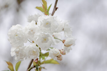 Obraz premium Springtime white cherry blossoms on a branch in Zurich surroundings, Switzerland