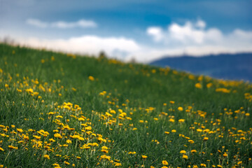 Fototapeta premium Yellow dandelions bloom on green hills in the spring near Zurich, Switzerland