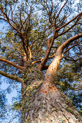 Tall pine tree seen from below in sunny forest.