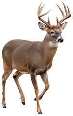 Fototapeta premium Deer animal png wild deer standing png forest deer png transparent background image