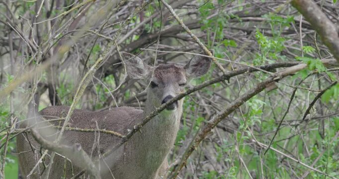 Black tailed deer standing alert behind dense branches in a California forest