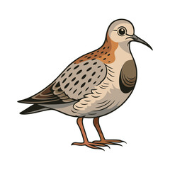 Stylized illustration of a sandpiper bird on a white background