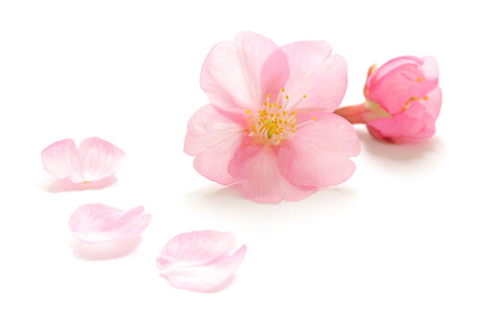桜 花びら ピンク 春 白 背景