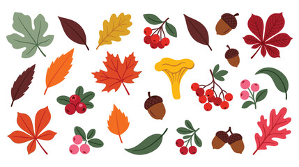Autumn leaves and forest harvest collection with berries and mushrooms © GW