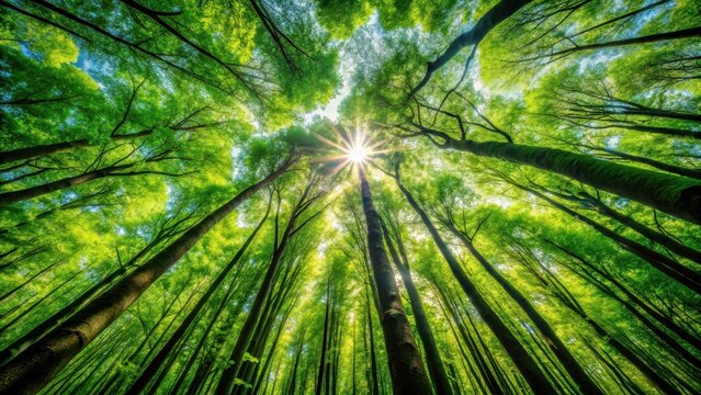 A photo of a lush green forest canopy with towering trees reaching towards the sky, sunlight filtering through the leaves creating dappled patterns on