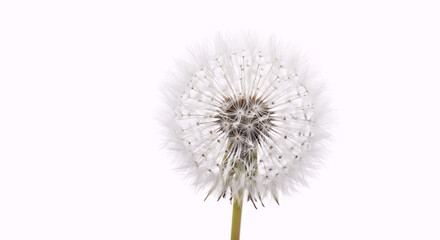 Dandelion Seed Head with Delicate White Fluffy Pappus Against a Clean Pure White Background