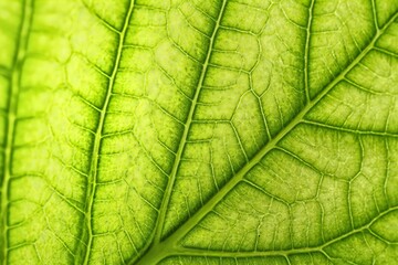 Macro green leaf texture with detailed veins natural botanical background