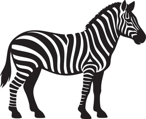 Obraz premium zebra isolated on white background
