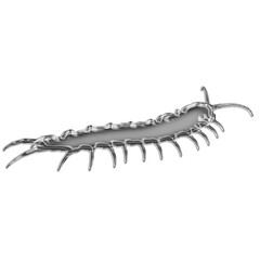 Obraz premium Glass centipede insect animal bug creature arthropod invertebrate wildlife nature isolated