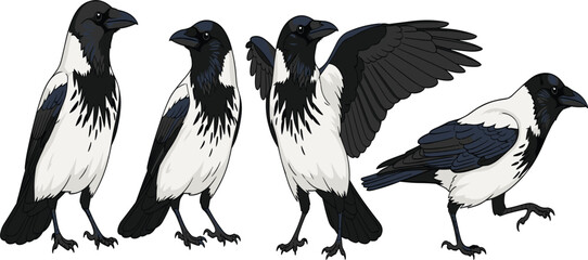 Fototapeta premium Hooded crow bird vector set with different poses standing walking and spread wings detailed wildlife illustration collection