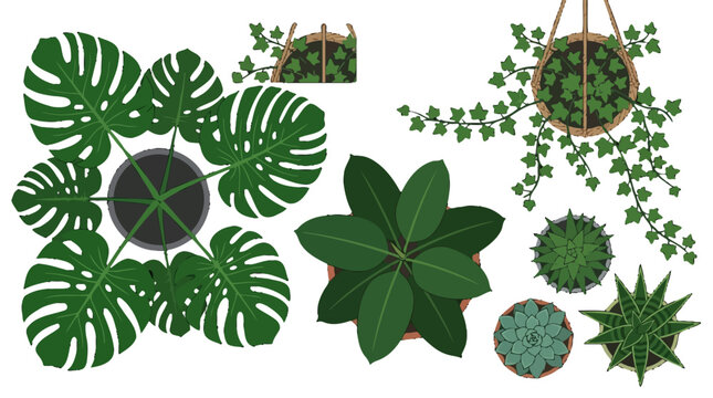 Diverse collection of indoor houseplants and potted plants seen from a top-down perspective, perfect for home decor designs and botanical layouts