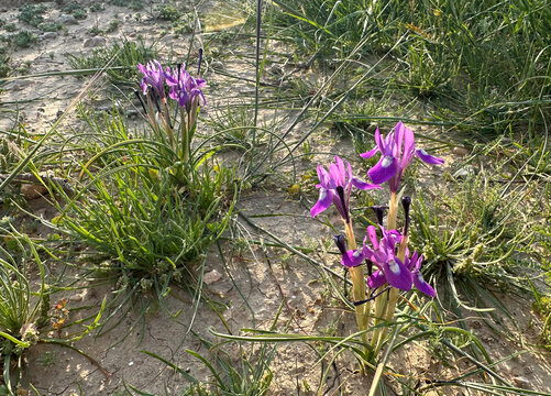 Morea Barbary nut (lat. Moraеa sisyrinchium) in the desert