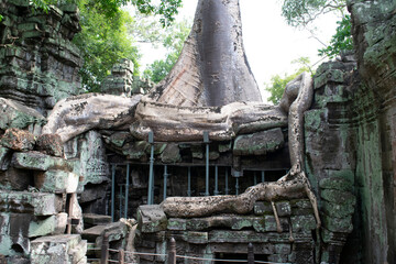 Obraz premium Ta prohm temple ruins with banyan tree roots growing