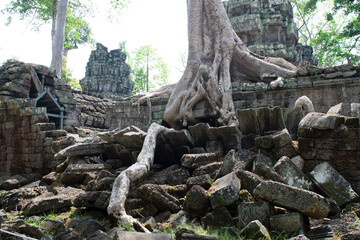 Fototapeta premium Ta prohm temple ruins taken over by jungle trees