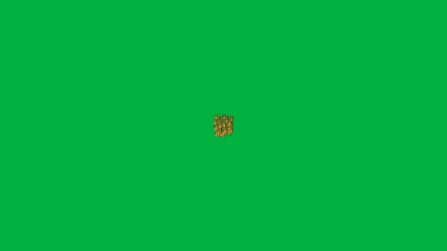 Transition animation of pineapples clumping together, scattering, and enlarging to fill the green screen