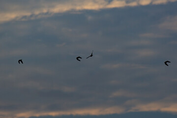 flock of birds flying in the sky at sunset, nature series