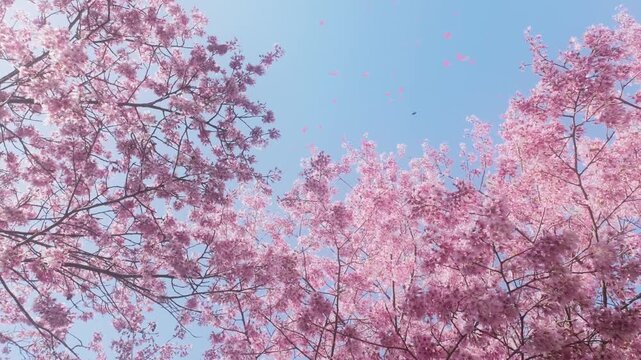Pink Sakura Petals Floating in the Air Under Clear Blue Sky